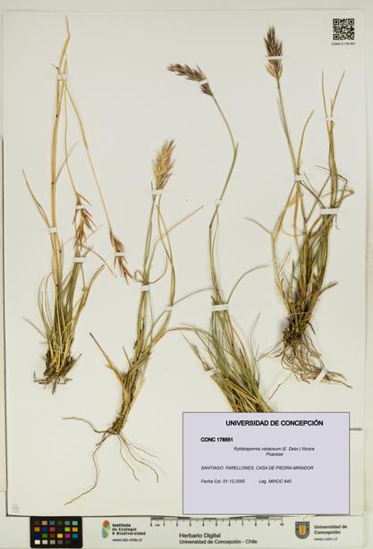 Rytidosperma violaceum [Espécimen: UDEC:CONC:0178551]