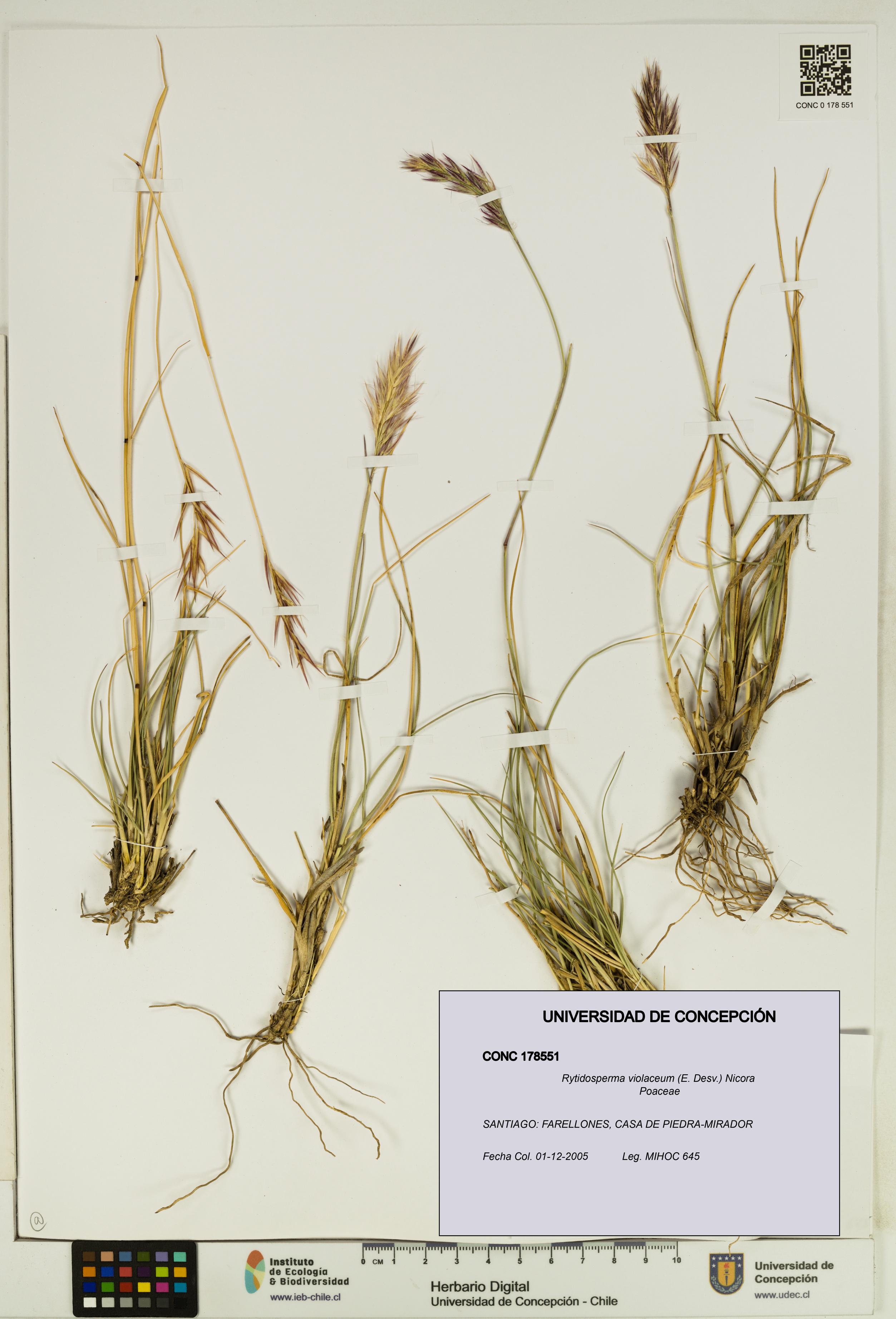 Rytidosperma violaceum [Espécimen: UDEC:CONC:0178551]