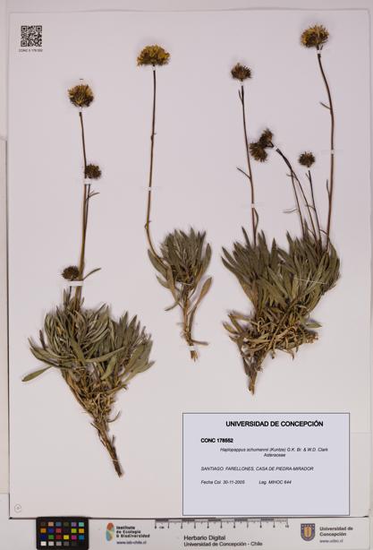 Haplopappus schumannii [Espécimen: UDEC:CONC:0178552]
