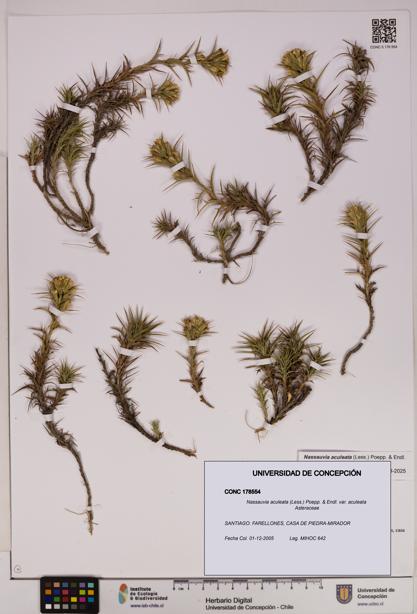 Nassauvia aculeata var. aculeata [Espécimen: UDEC:CONC:0178554]