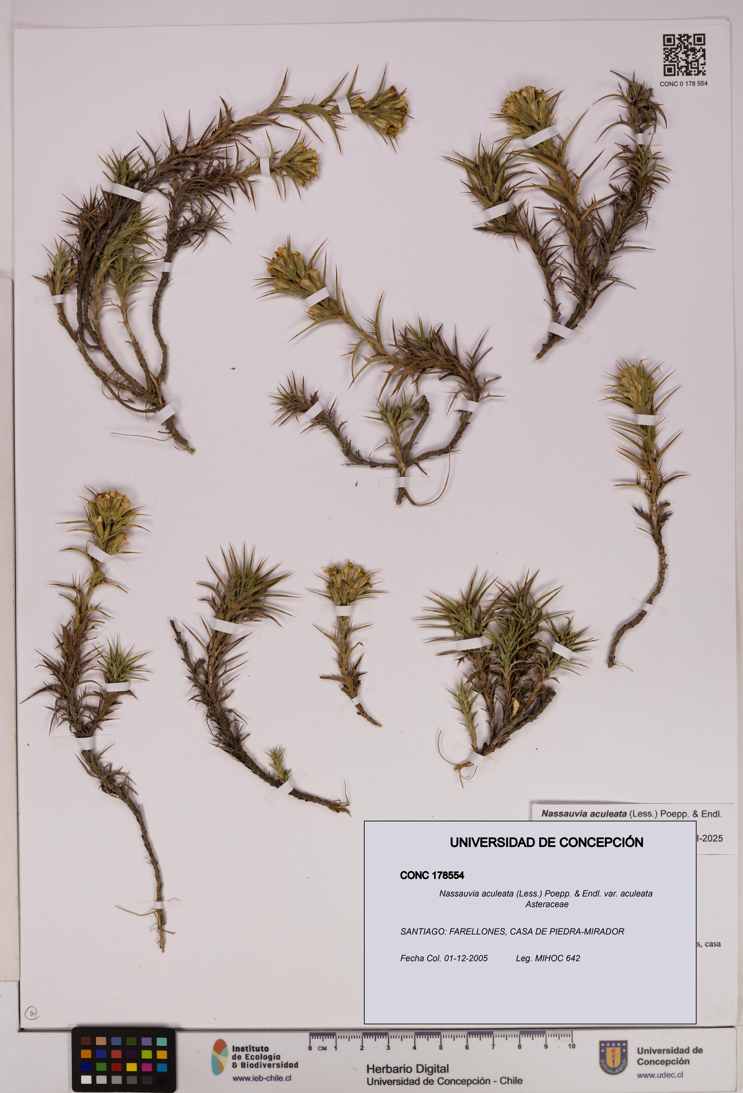 Nassauvia aculeata var. aculeata [Espécimen: UDEC:CONC:0178554]