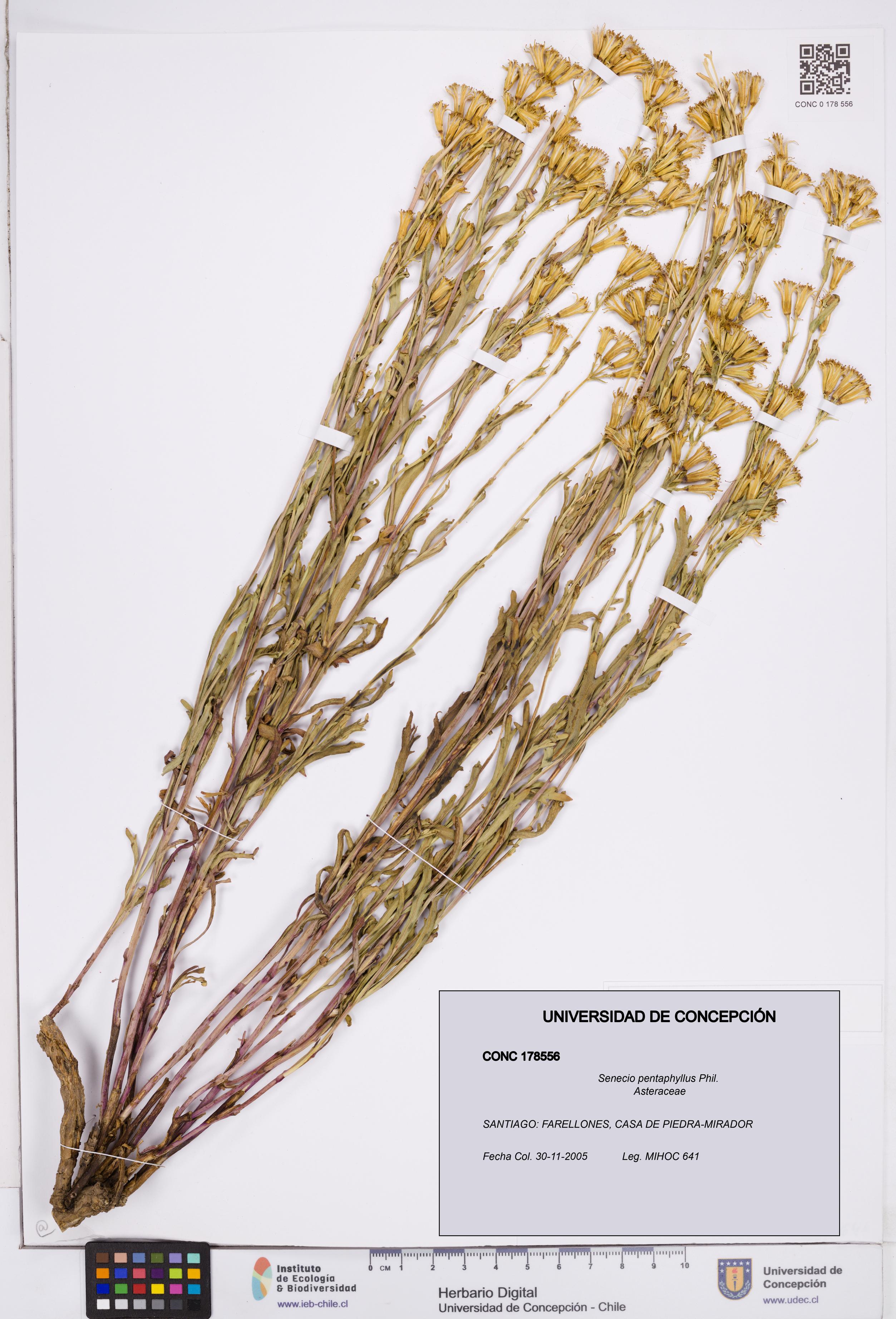 Senecio pentaphyllus [Espécimen: ]