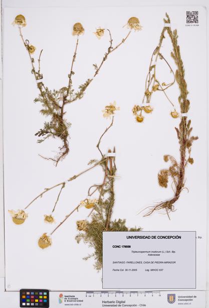 Tripleurospermum inodorum [Espécimen: ]