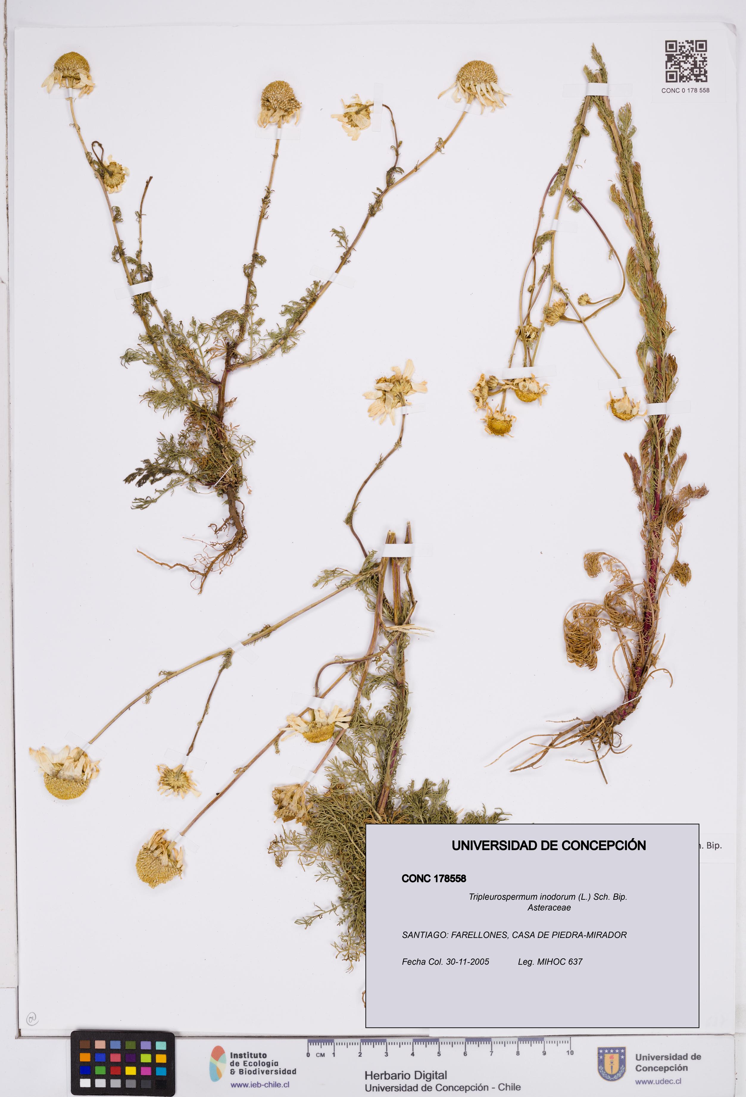 Tripleurospermum inodorum [Espécimen: ]