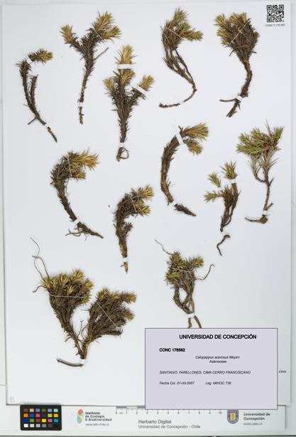 Calopappus acerosus [Espécimen: ]