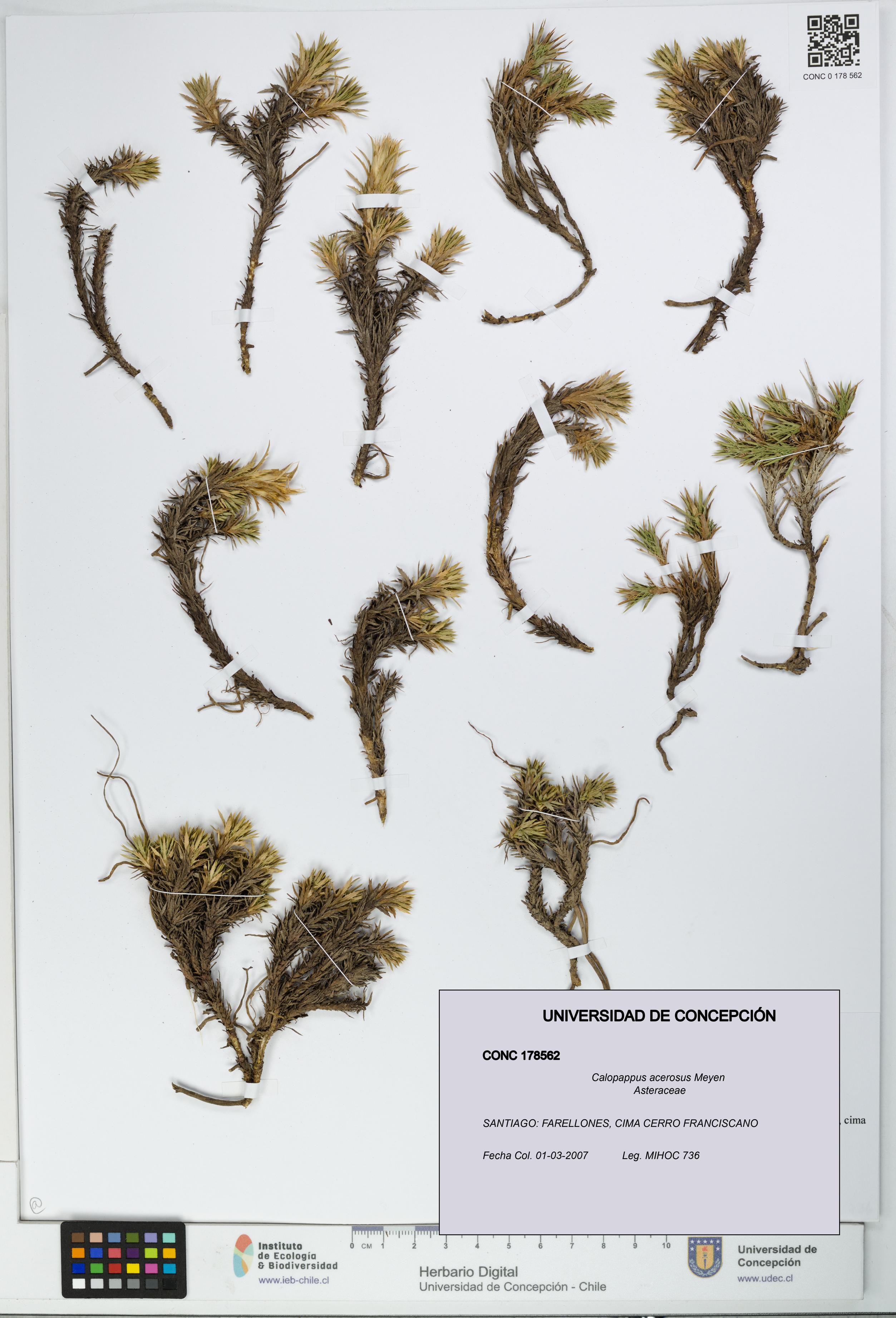 Calopappus acerosus [Espécimen: ]