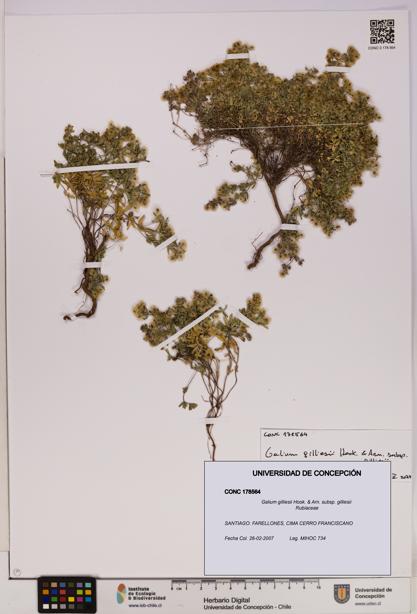 Galium gilliesii [Espécimen: UDEC:CONC:0178564]