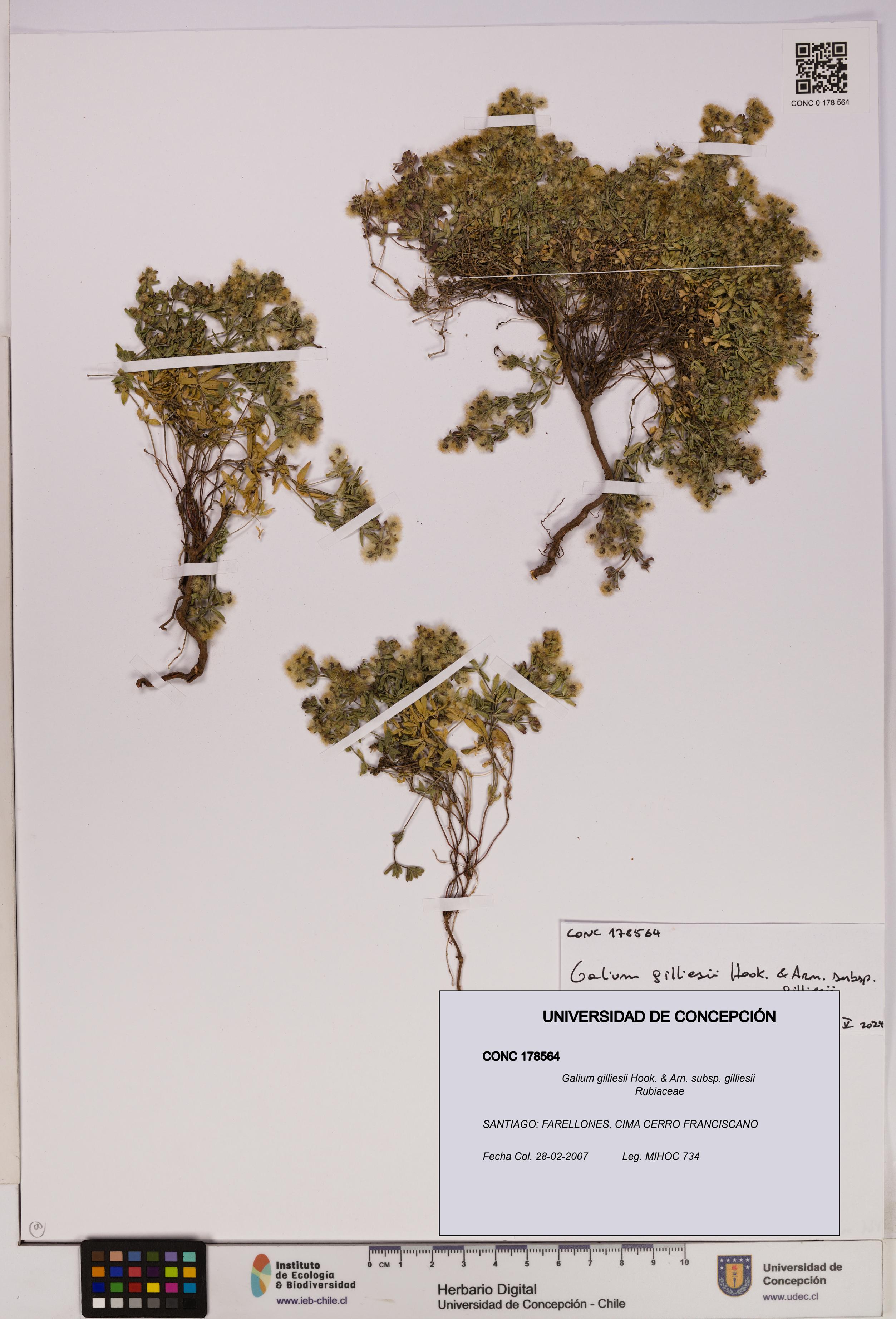 Galium gilliesii [Espécimen: UDEC:CONC:0178564]