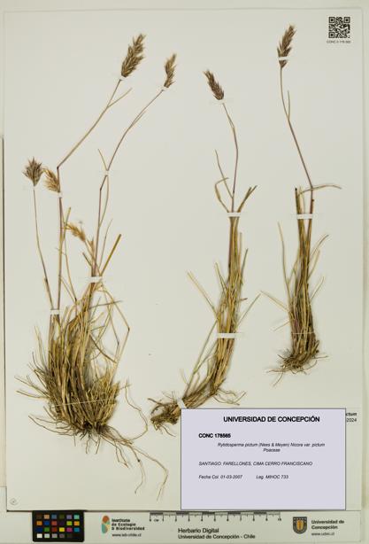 Rytidosperma pictum var. pictum [Espécimen: UDEC:CONC:0178565]