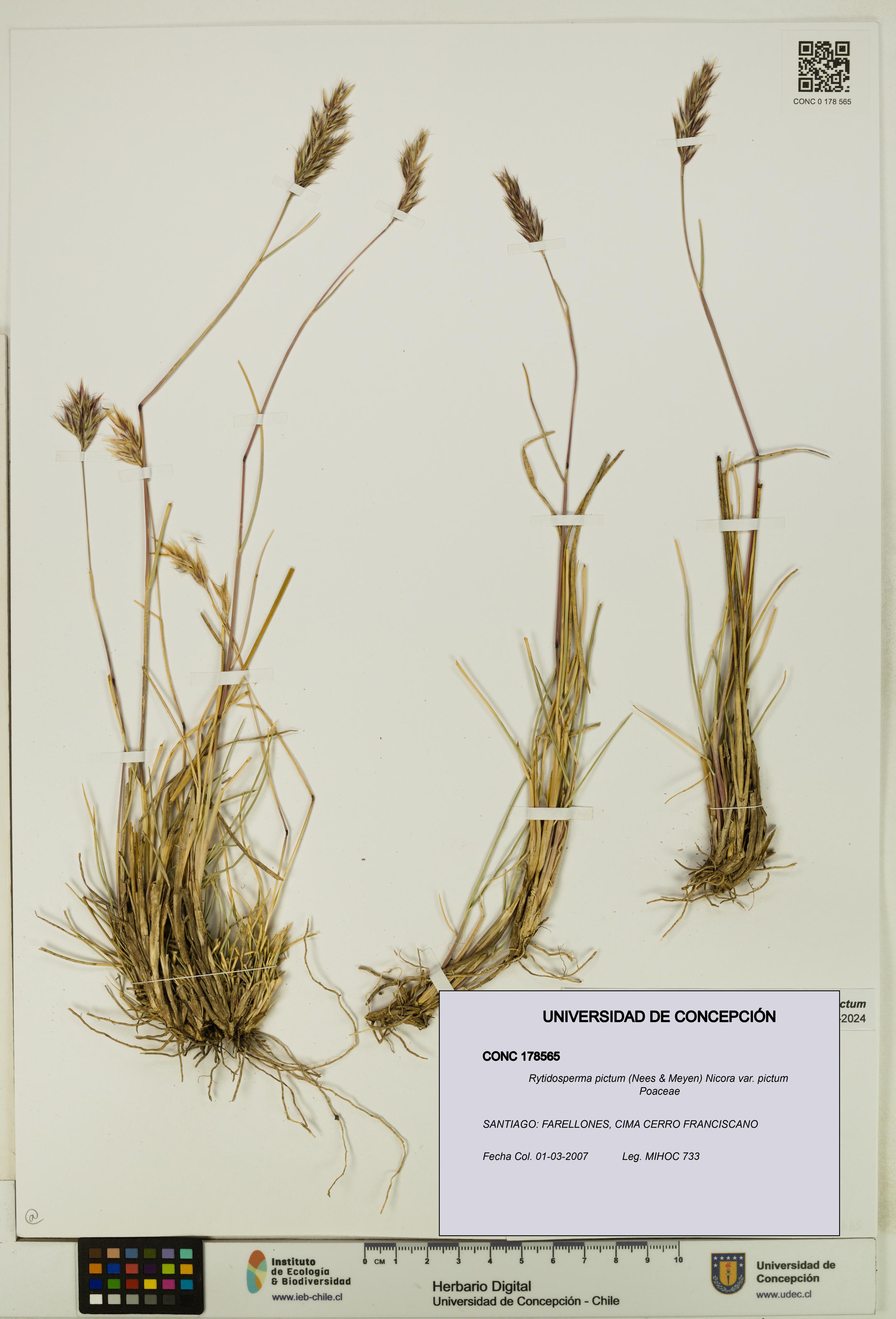 Rytidosperma pictum var. pictum [Espécimen: UDEC:CONC:0178565]