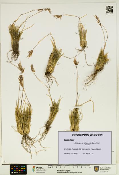 Rytidosperma violaceum [Espécimen: UDEC:CONC:0178567]