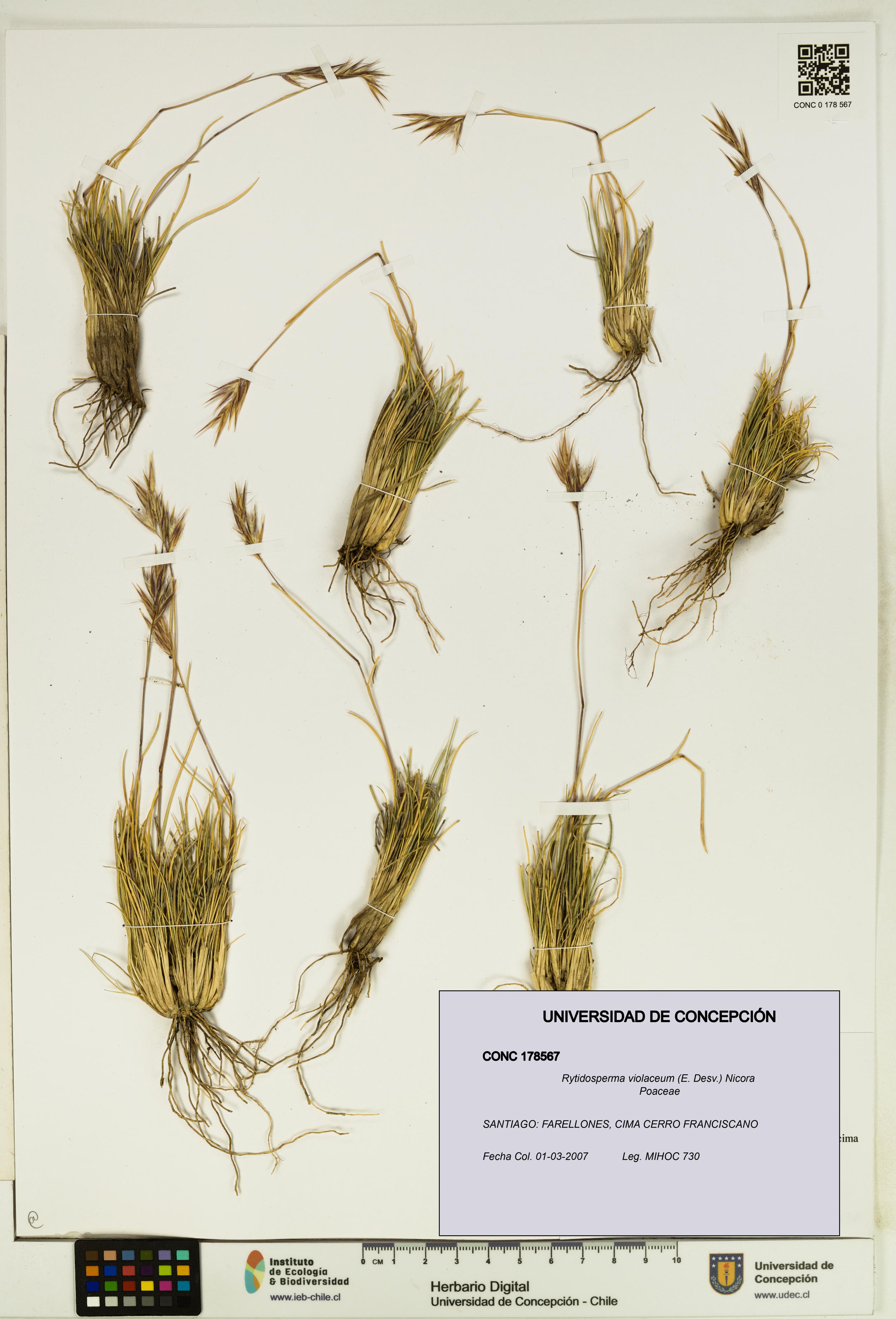 Rytidosperma violaceum [Espécimen: UDEC:CONC:0178567]