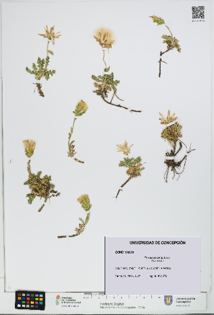 Perezia poeppigii [Espécimen: UDEC:CONC:0178579]