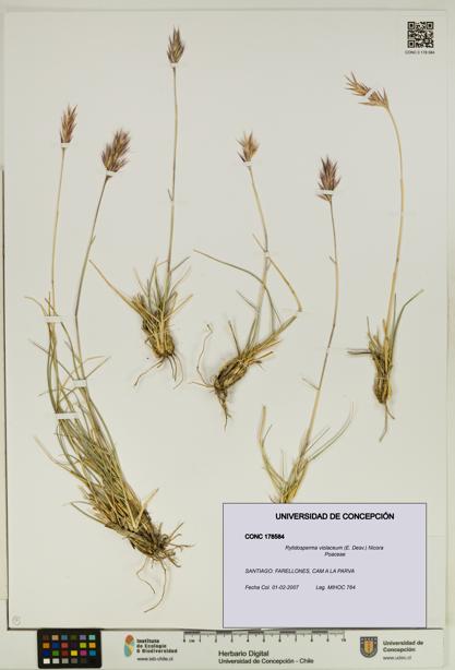 Rytidosperma violaceum [Espécimen: UDEC:CONC:0178584]