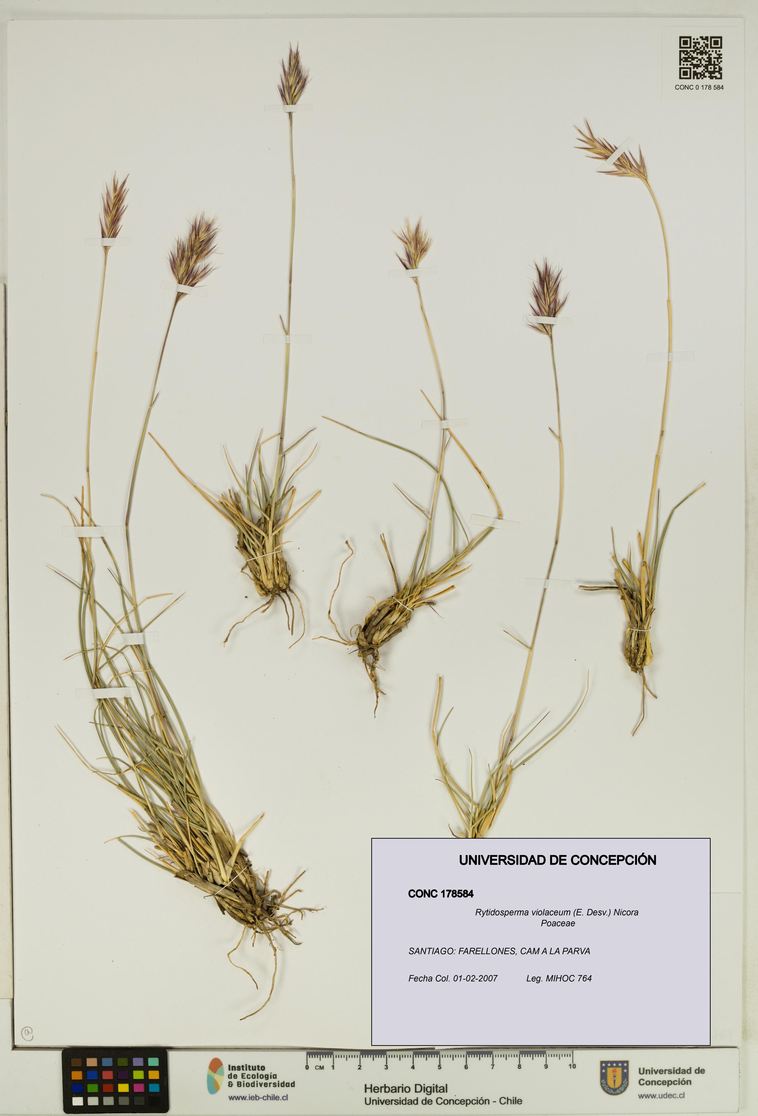 Rytidosperma violaceum [Espécimen: UDEC:CONC:0178584]