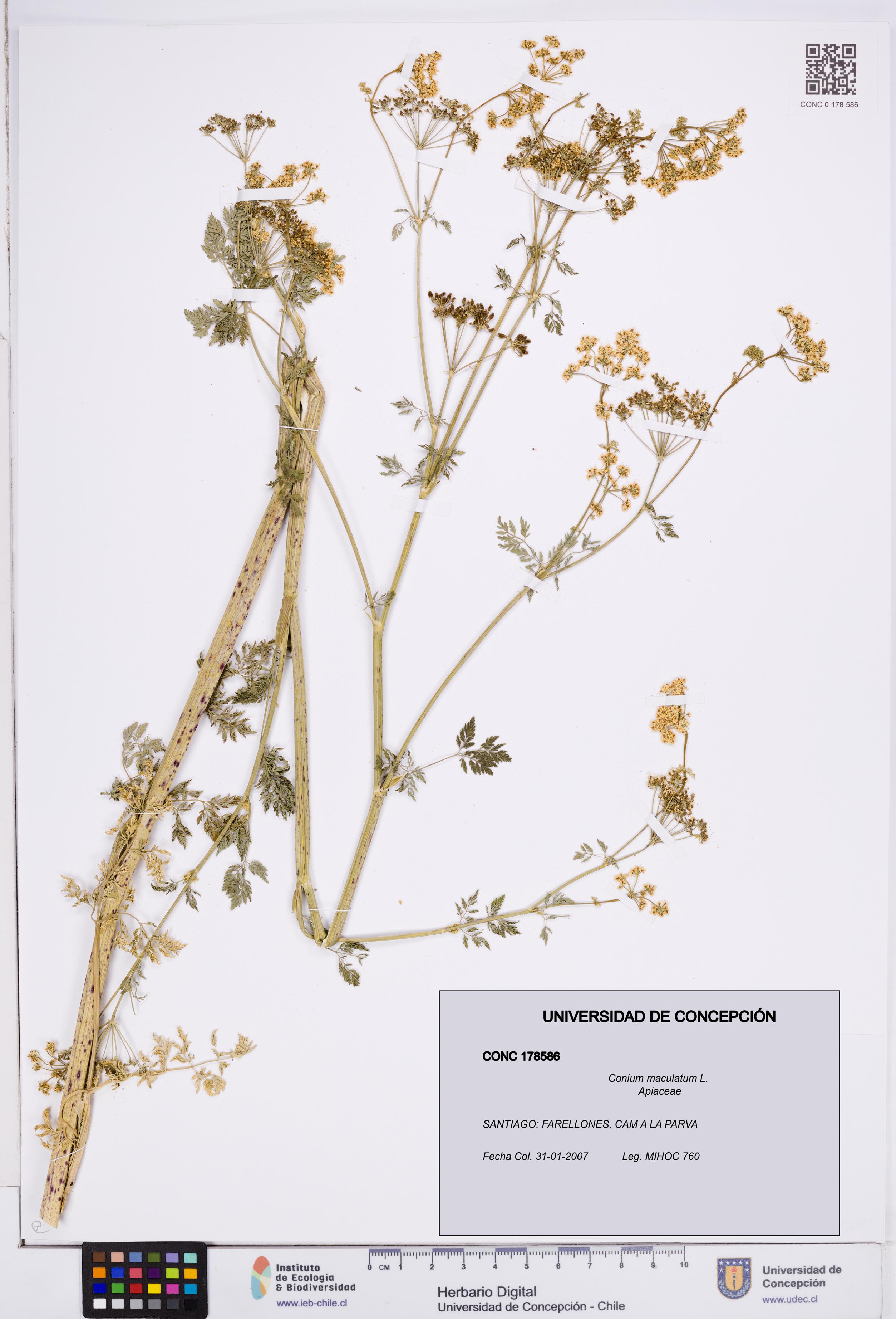 Conium maculatum [Espécimen: ]