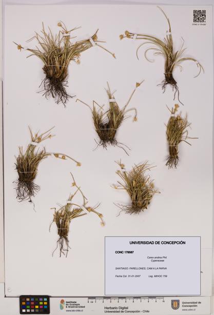 Carex andina [Espécimen: UDEC:CONC:0178587]
