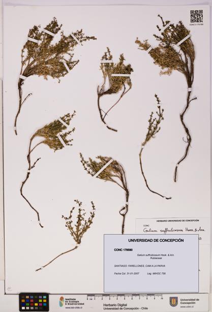 Galium suffruticosum [Espécimen: UDEC:CONC:0178590]