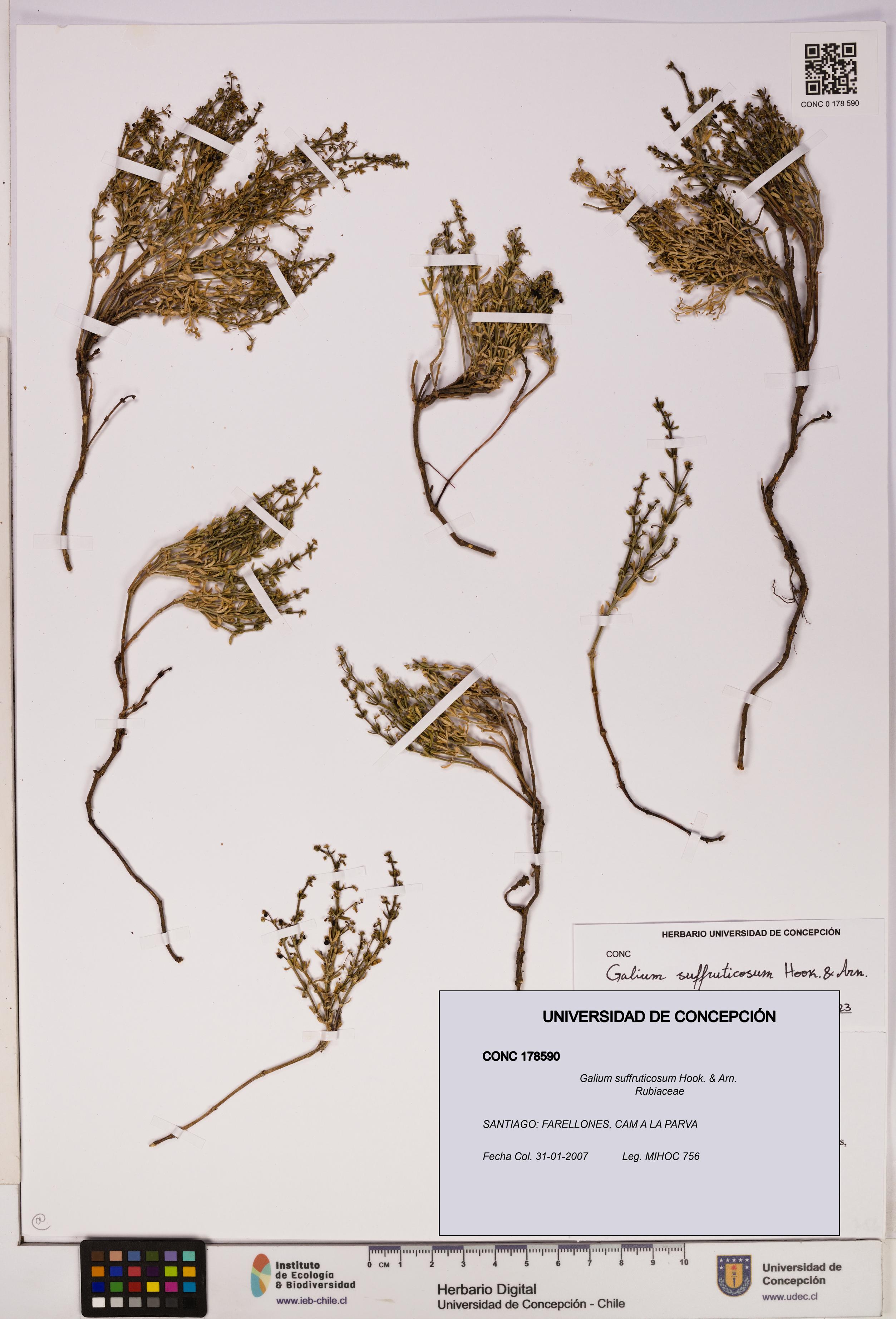 Galium suffruticosum [Espécimen: UDEC:CONC:0178590]
