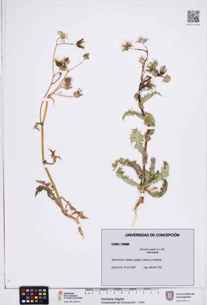 Sonchus asper [Espécimen: ]