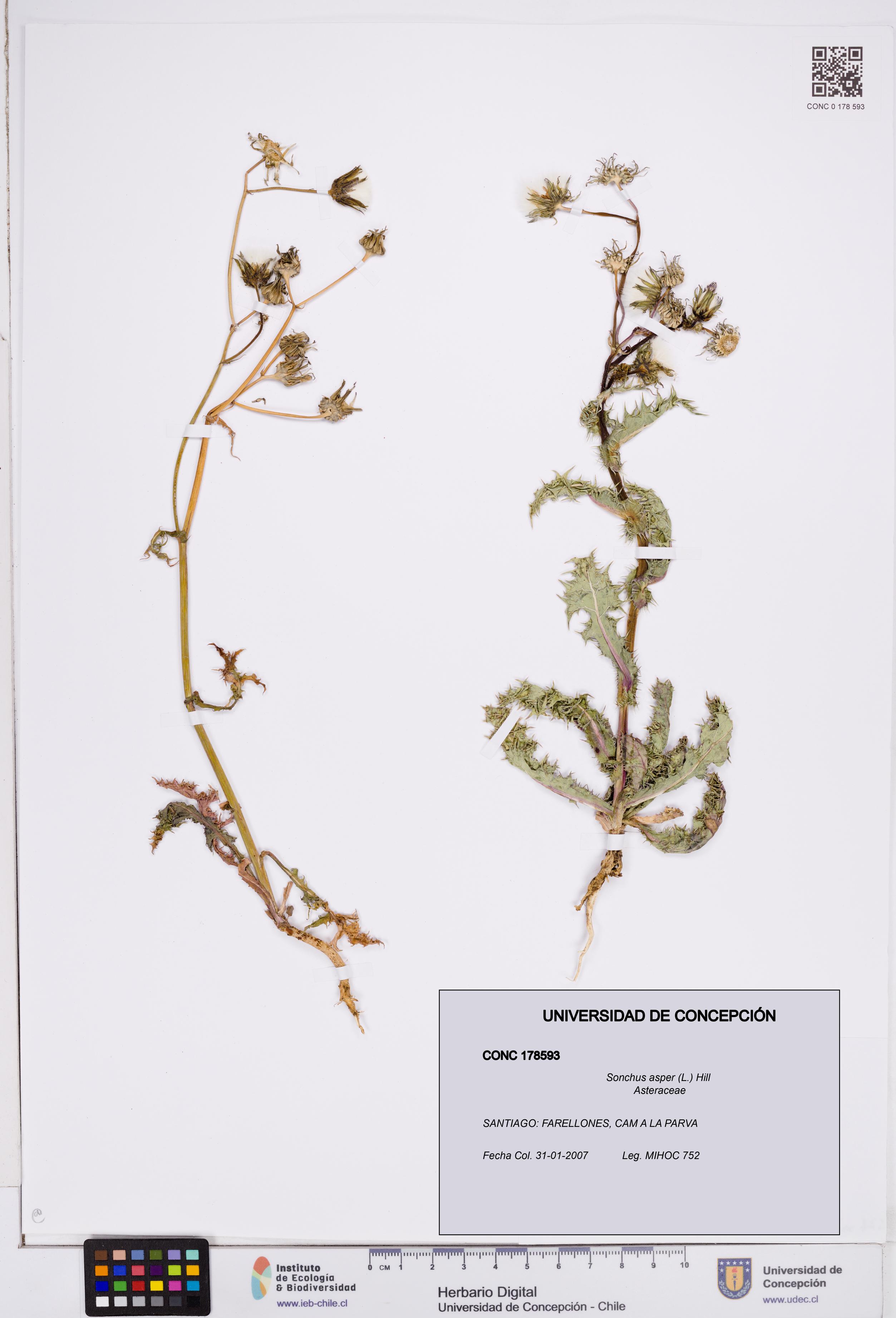 Sonchus asper [Espécimen: ]