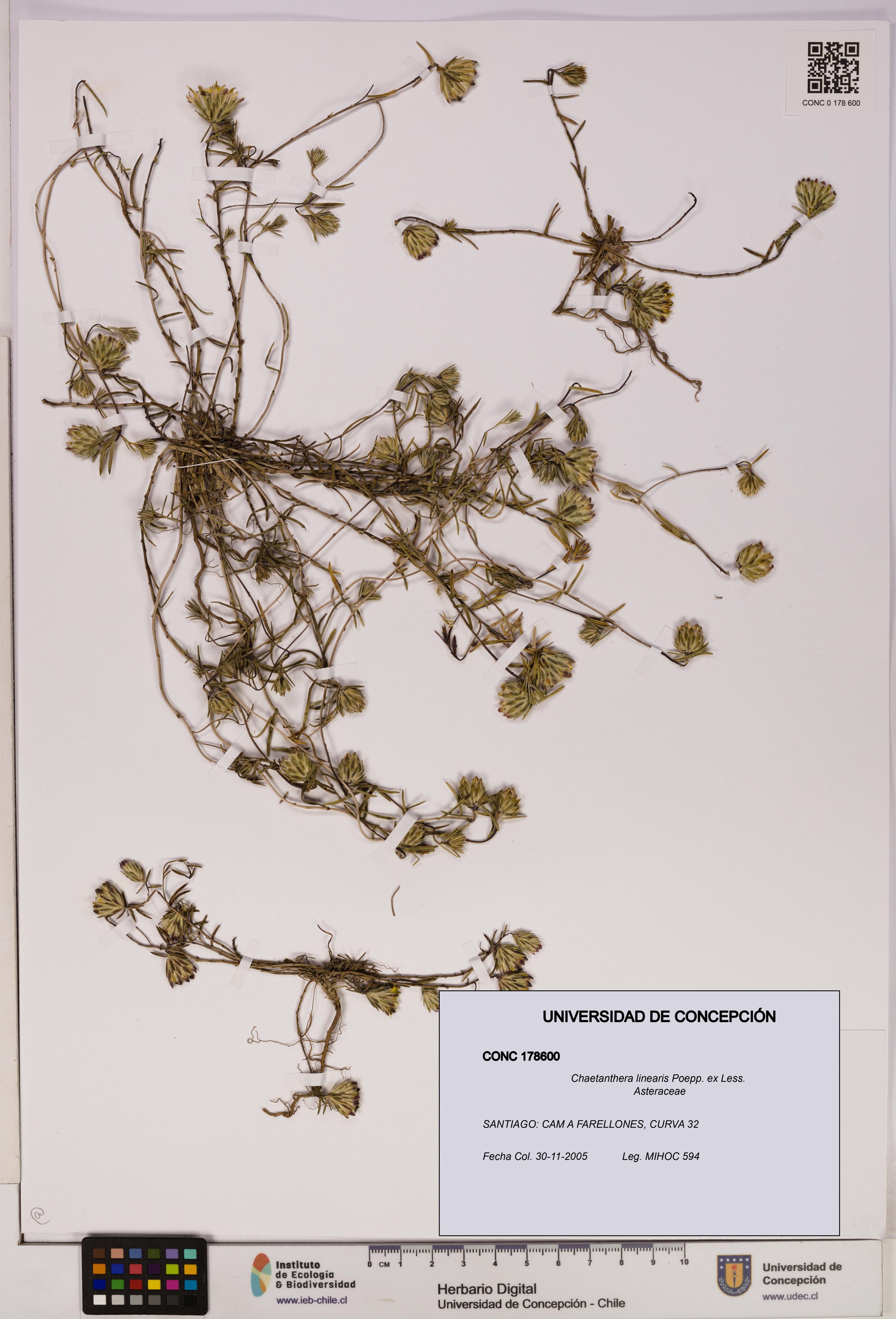 Chaetanthera linearis [Espécimen: UDEC:CONC:0178600]