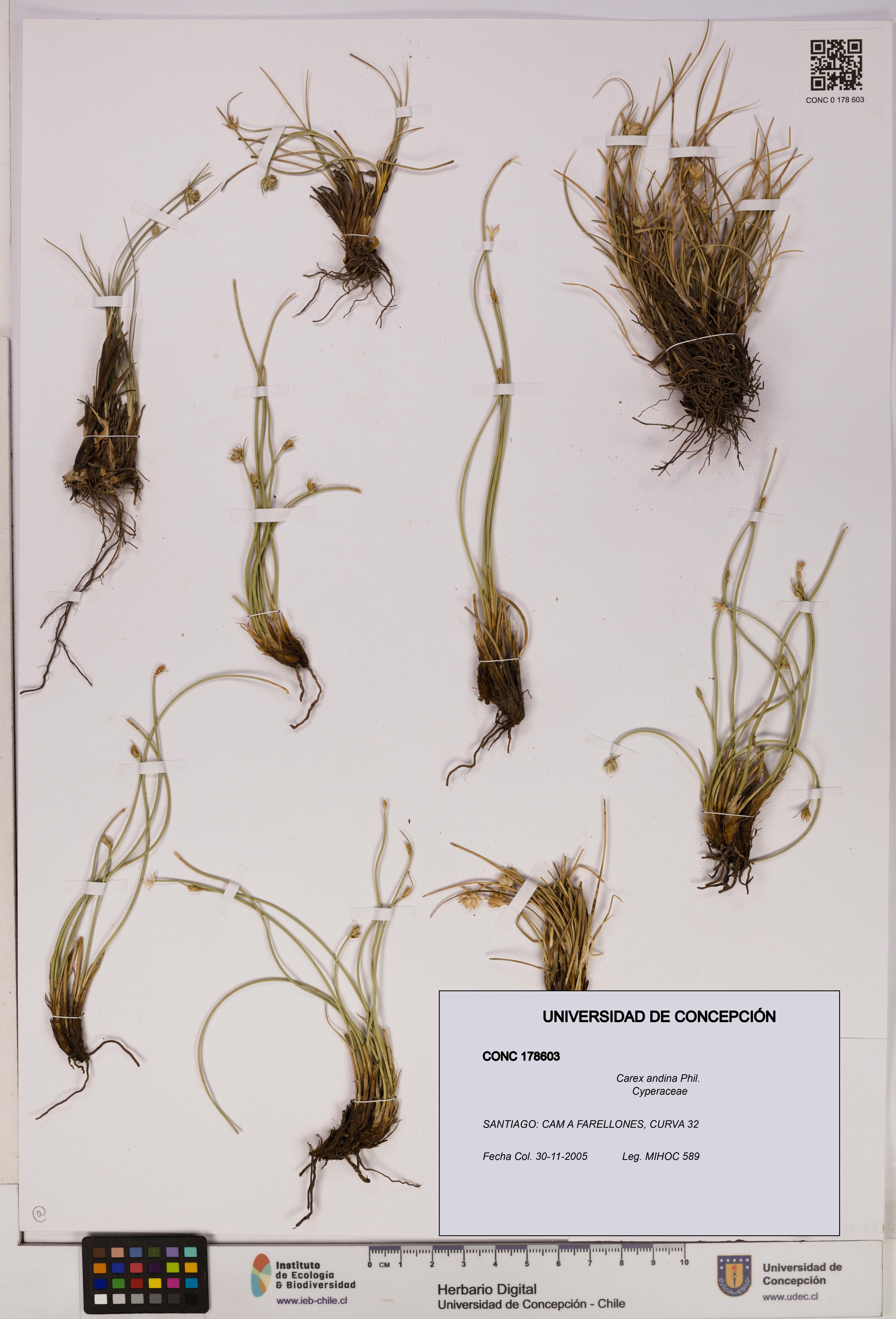 Carex andina [Espécimen: UDEC:CONC:0178603]