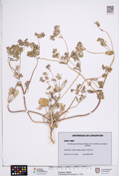 Homalocarpus dichotomus [Espécimen: ]