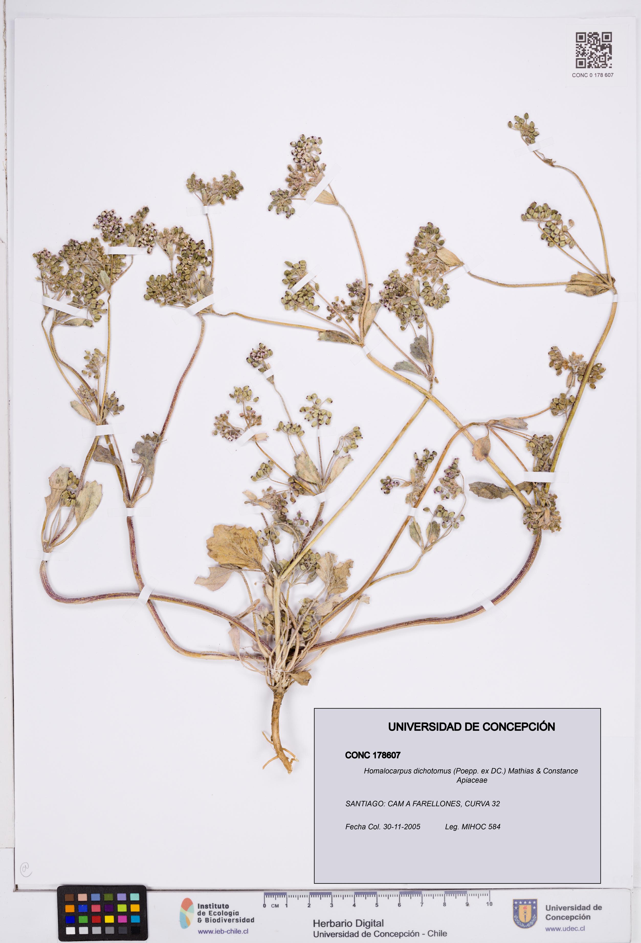 Homalocarpus dichotomus [Espécimen: ]