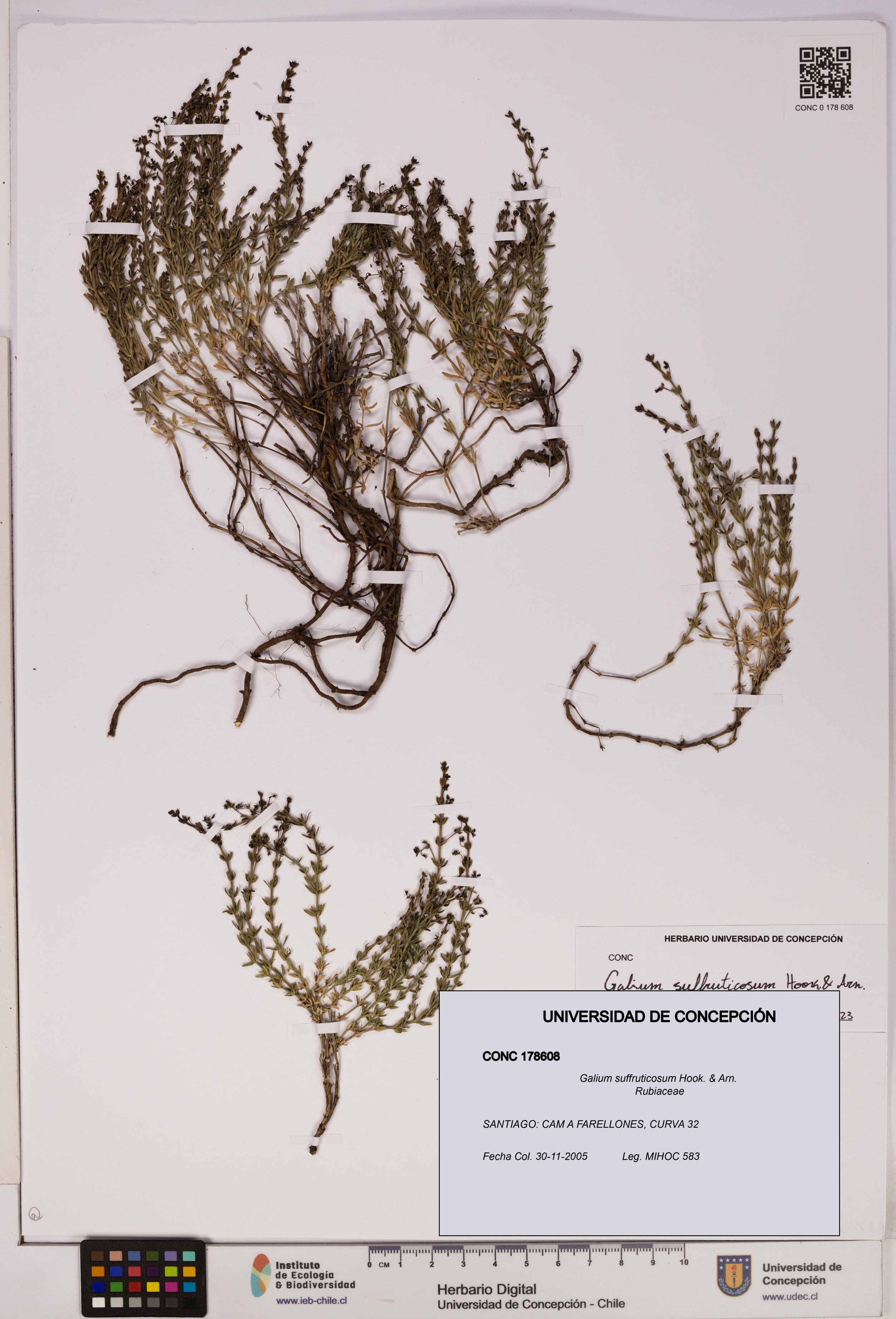 Galium suffruticosum [Espécimen: UDEC:CONC:0178608]