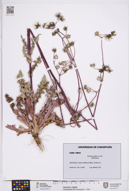 Sonchus asper [Espécimen: ]
