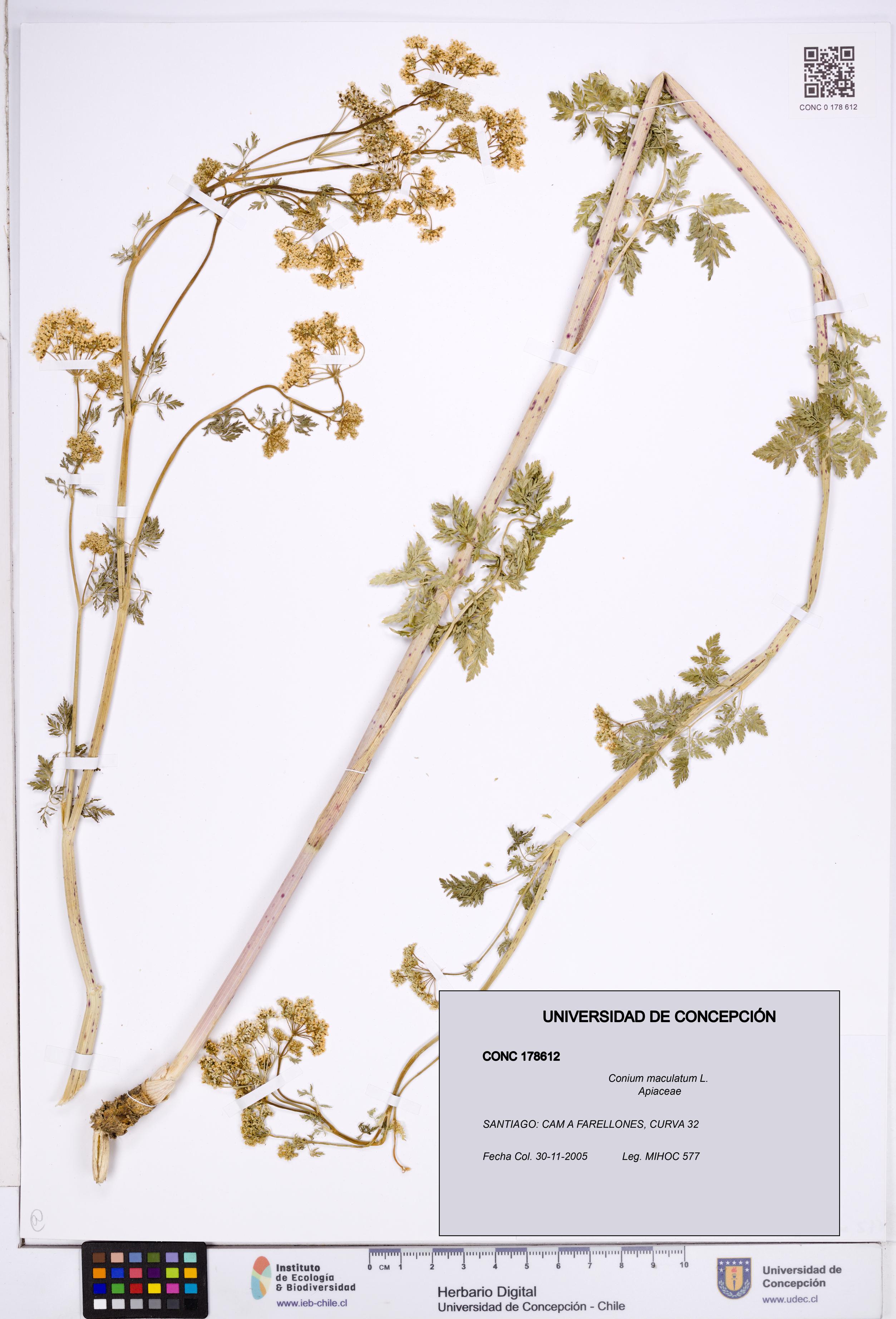 Conium maculatum [Espécimen: ]