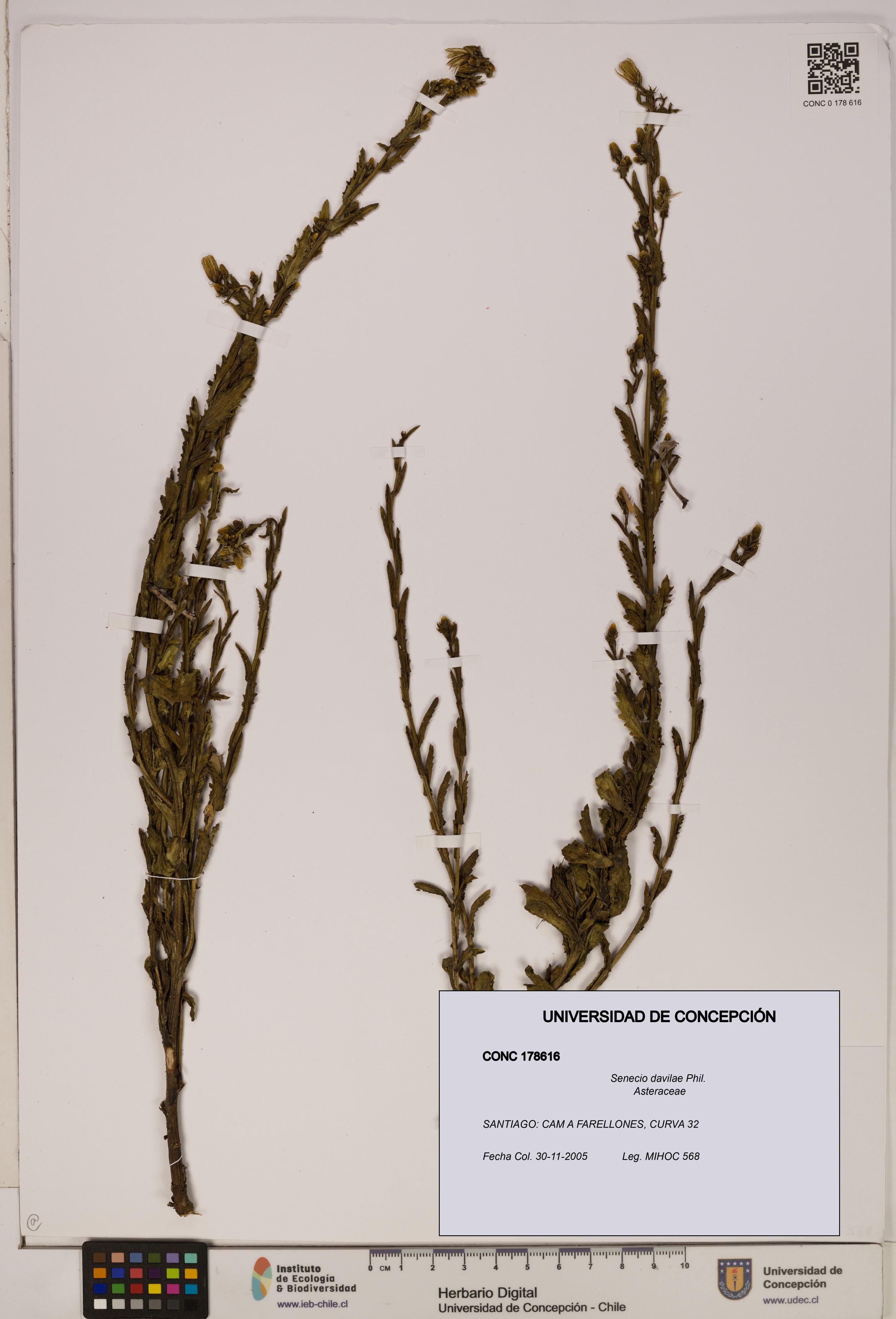 Senecio davilae [Espécimen: UDEC:CONC:0178616]