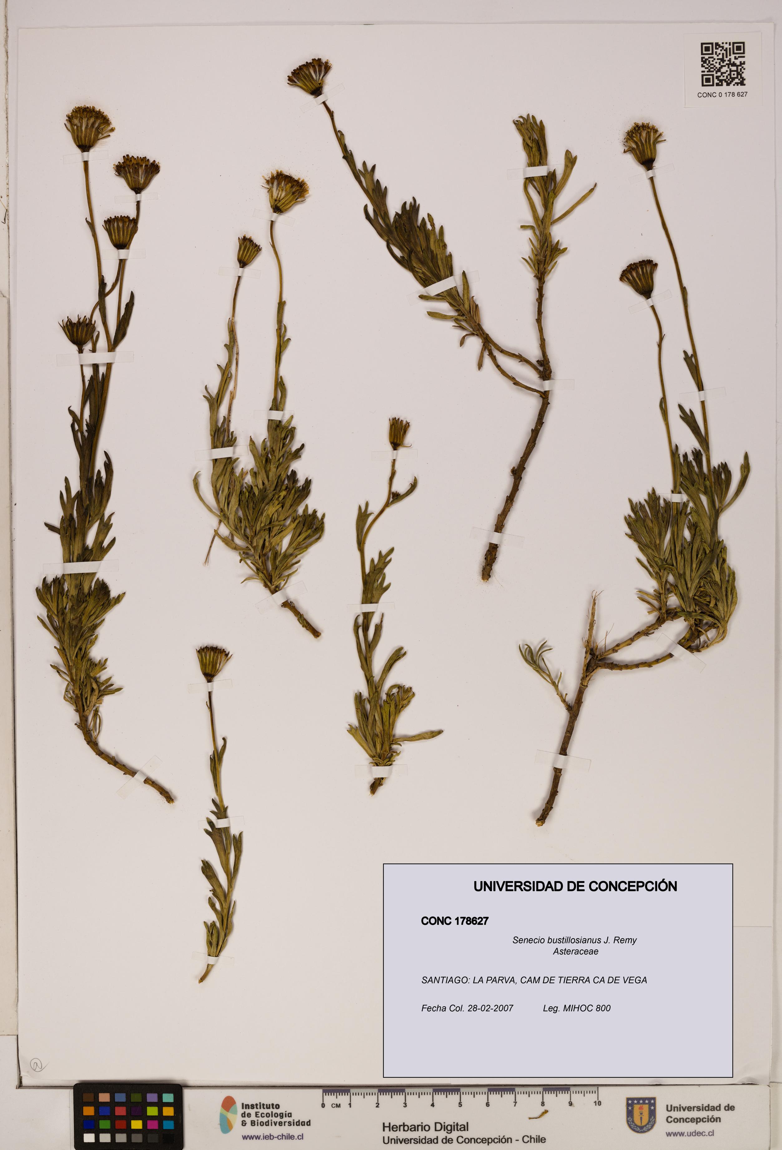 Senecio bustillosianus [Espécimen: UDEC:CONC:0178627]