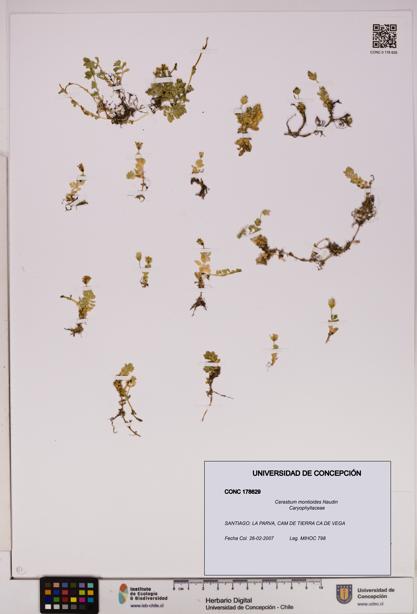 Cerastium montioides [Espécimen: UDEC:CONC:0178629]