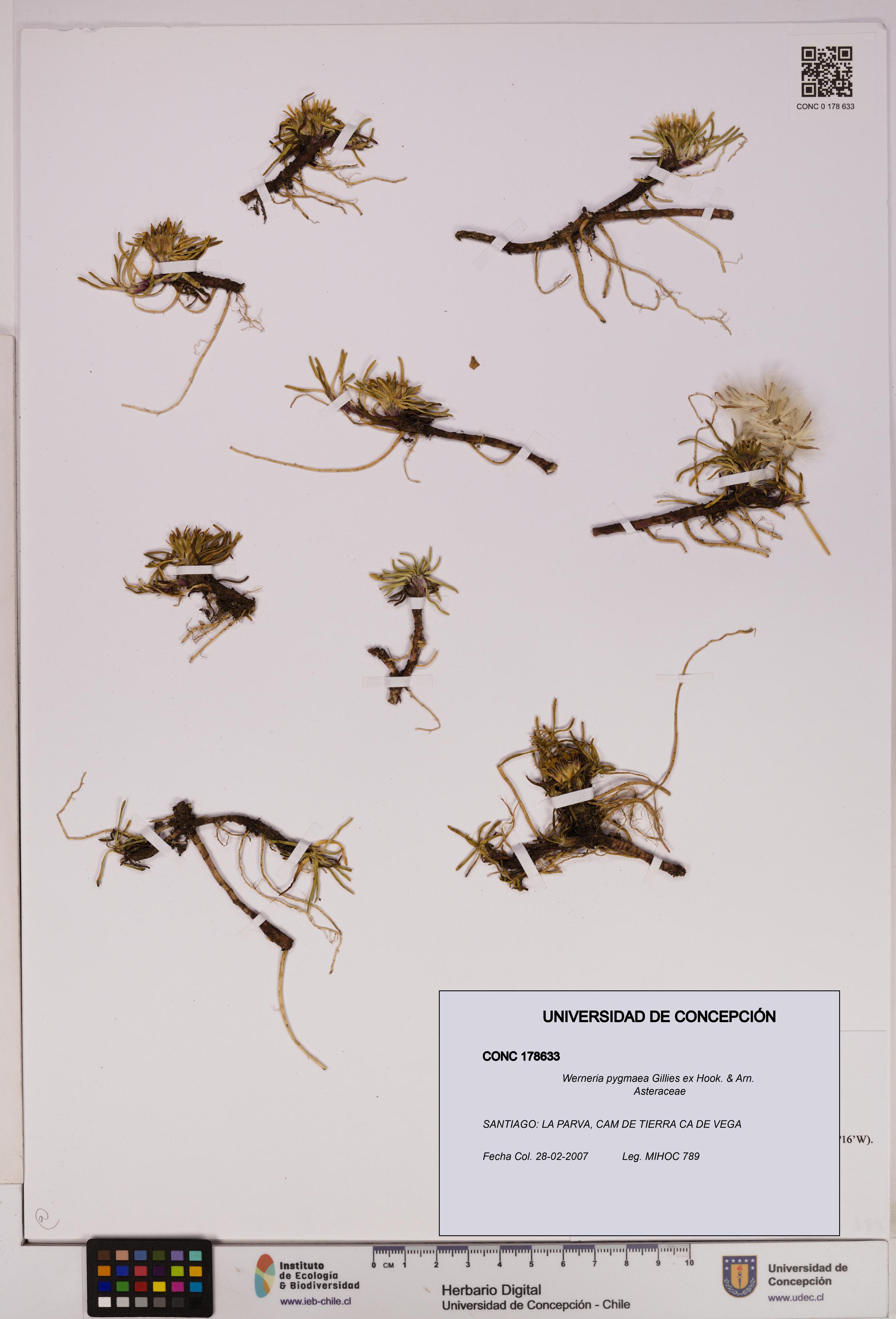 Werneria pygmaea [Espécimen: UDEC:CONC:0178633]