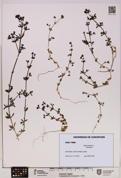 Galium aparine [Espécimen: UDEC:CONC:0178652]