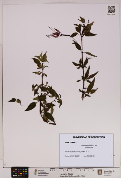 Fuchsia magellanica [Espécimen: UDEC:CONC:0178687]