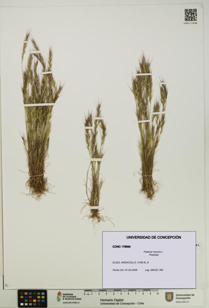 Festuca myuros [Espécimen: UDEC:CONC:0178694]