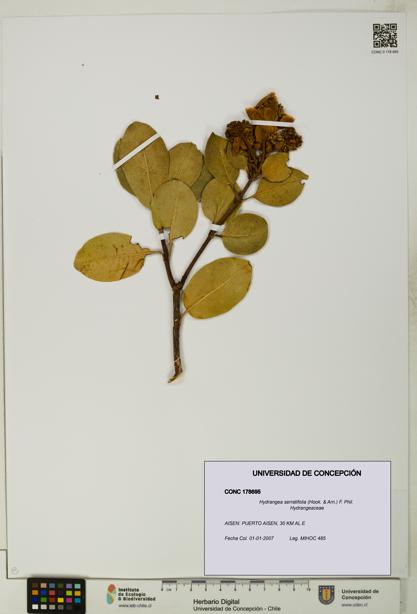Hydrangea serratifolia [Espécimen: UDEC:CONC:0178695]