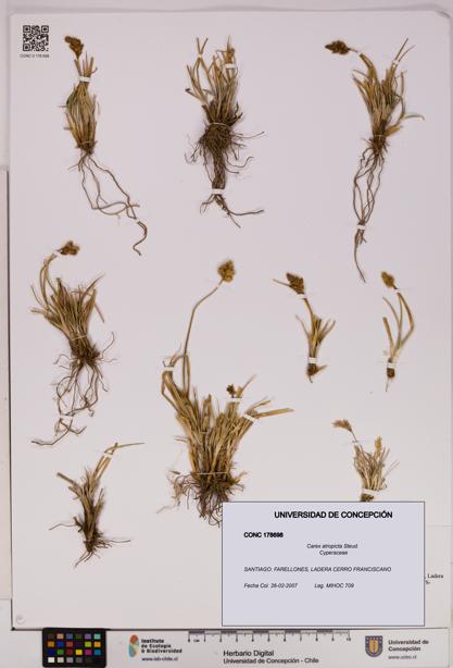 Carex atropicta [Espécimen: UDEC:CONC:0178698]