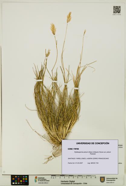 Rytidosperma pictum var. pictum [Espécimen: UDEC:CONC:0178705]