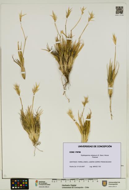 Rytidosperma violaceum [Espécimen: UDEC:CONC:0178706]