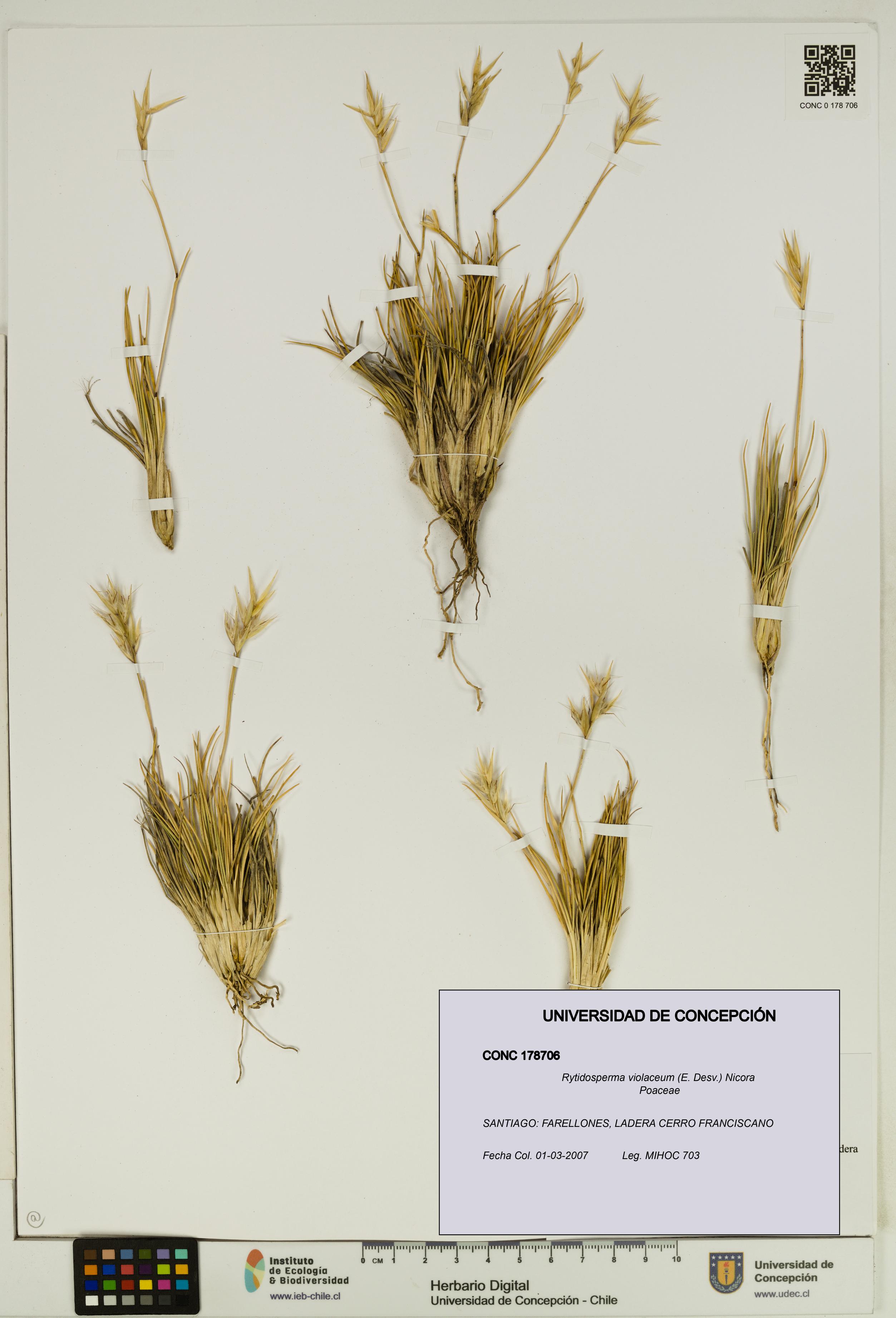 Rytidosperma violaceum [Espécimen: UDEC:CONC:0178706]