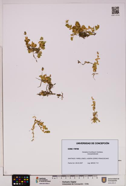 Cerastium humifusum [Espécimen: UDEC:CONC:0178709]