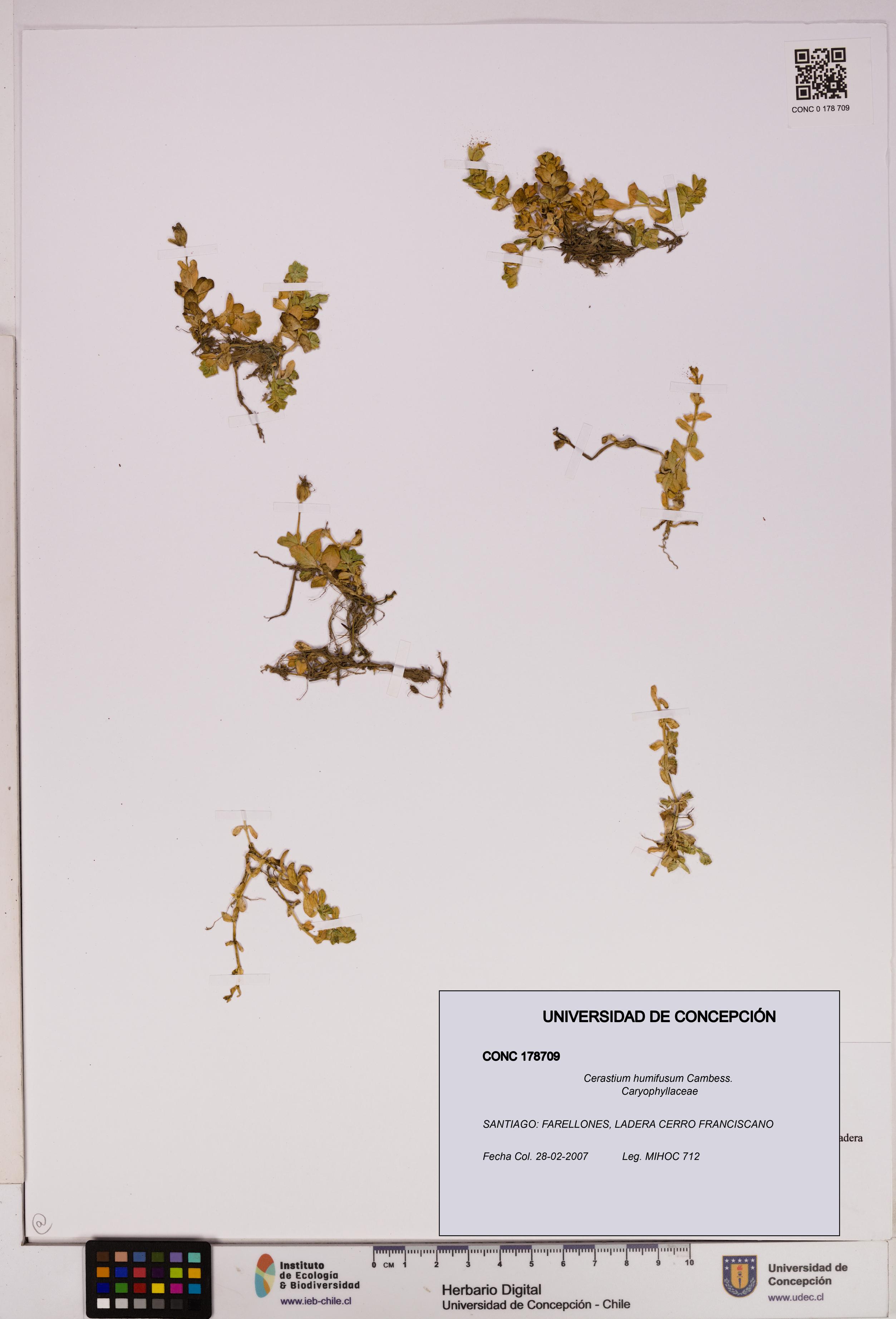 Cerastium humifusum [Espécimen: UDEC:CONC:0178709]