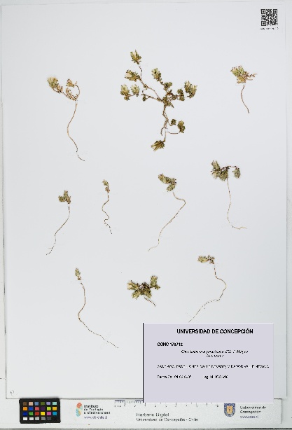 Chaetanthera euphrasioides [Espécimen: UDEC:CONC:0178712]