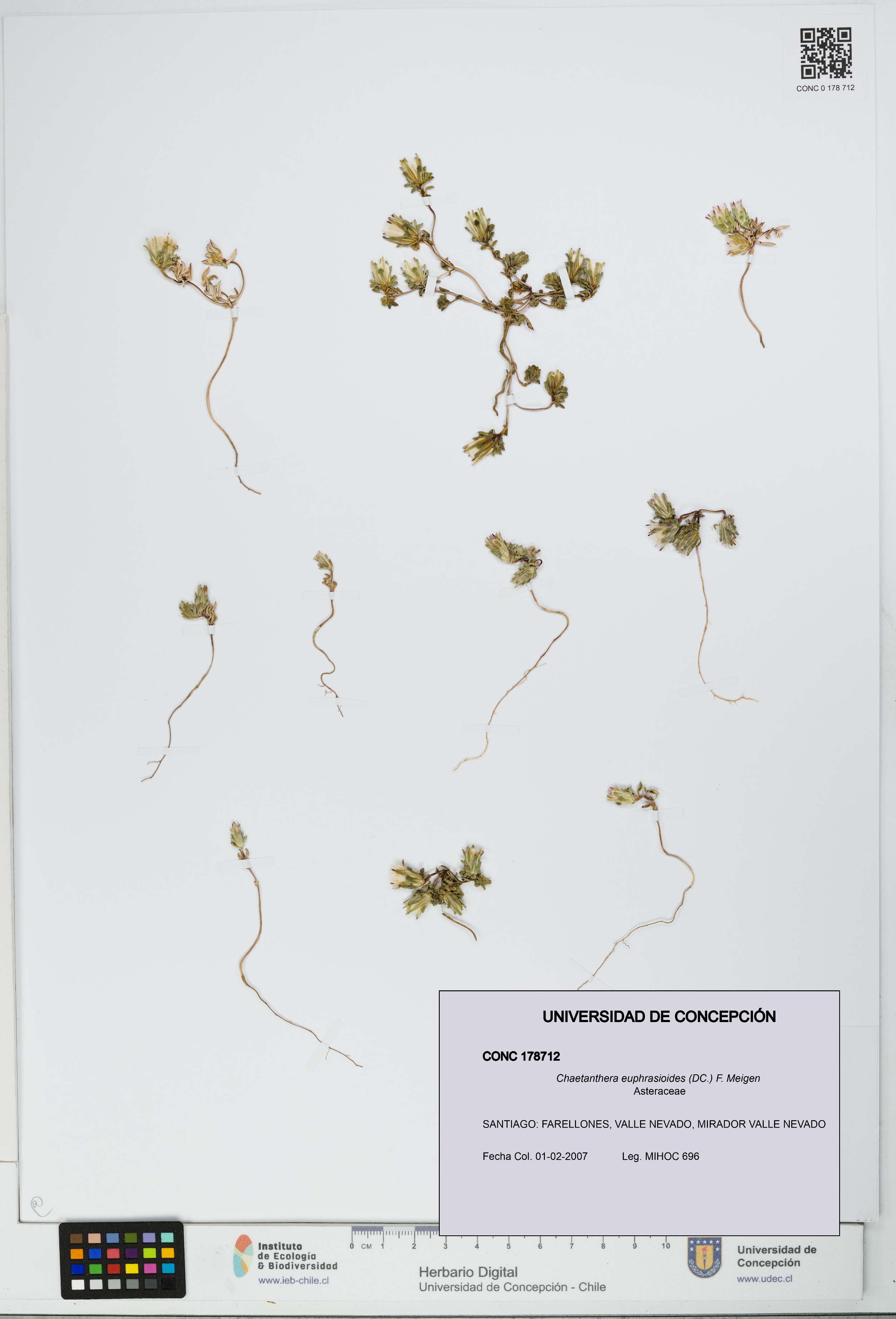 Chaetanthera euphrasioides [Espécimen: UDEC:CONC:0178712]