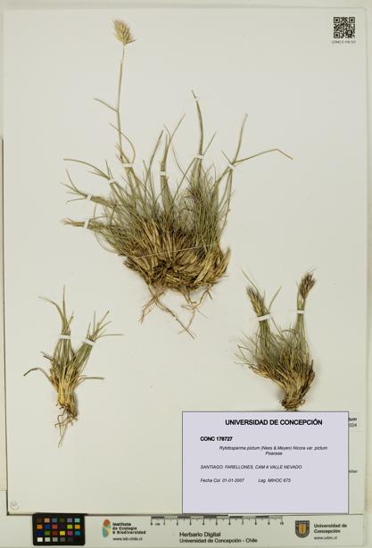 Rytidosperma pictum var. pictum [Espécimen: UDEC:CONC:0178727]