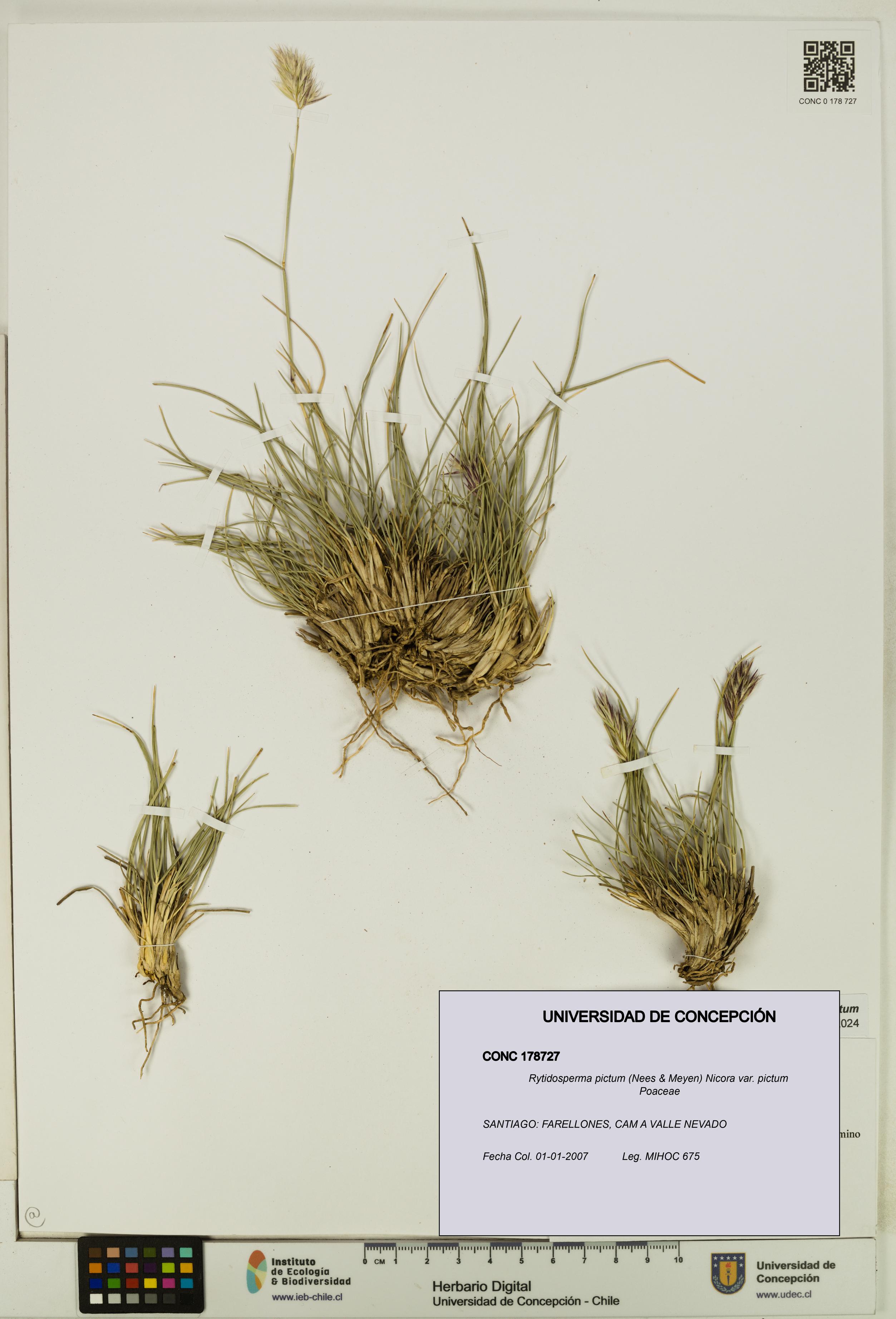 Rytidosperma pictum var. pictum [Espécimen: UDEC:CONC:0178727]